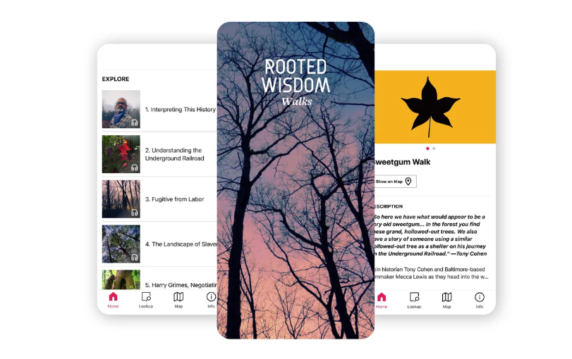 Rooted Wisdom Screenshot